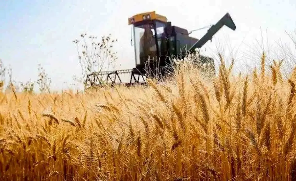 هشدار درباره تبعات تاخیر در اعلام قیمت خرید گندم