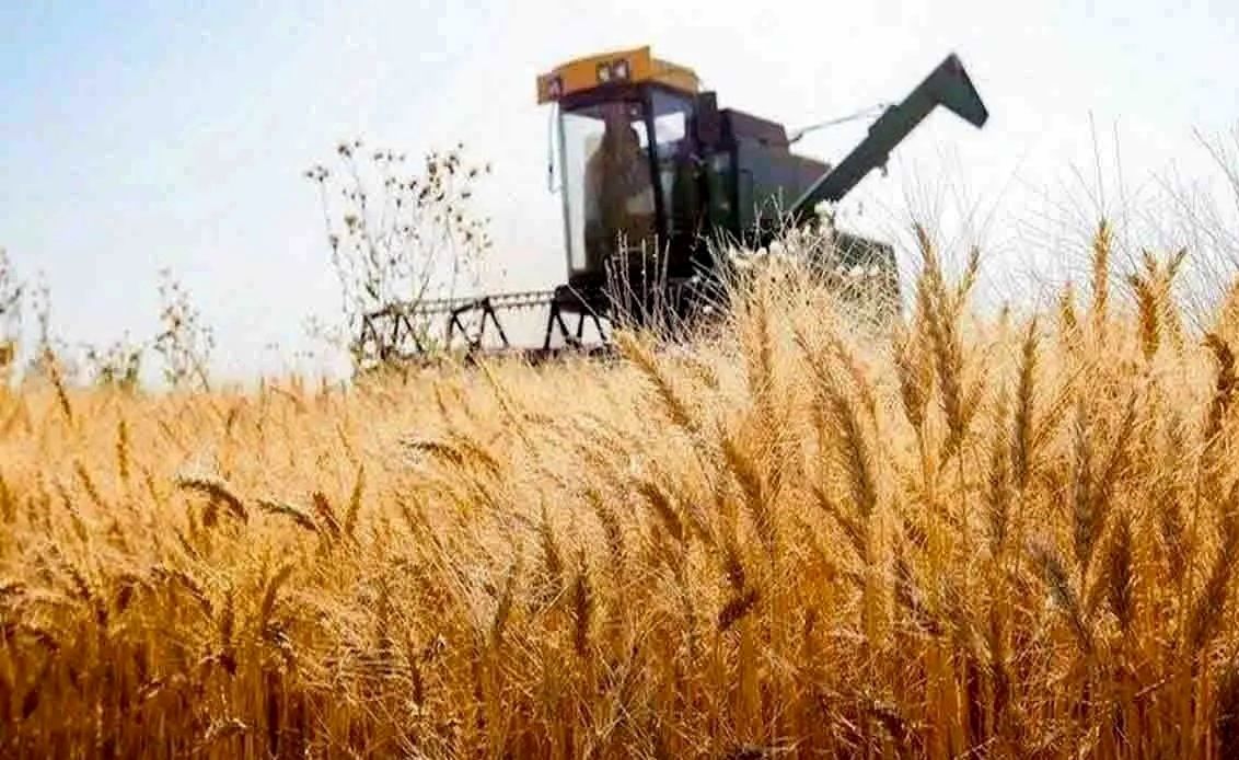 هشدار درباره تبعات تاخیر در اعلام قیمت خرید گندم