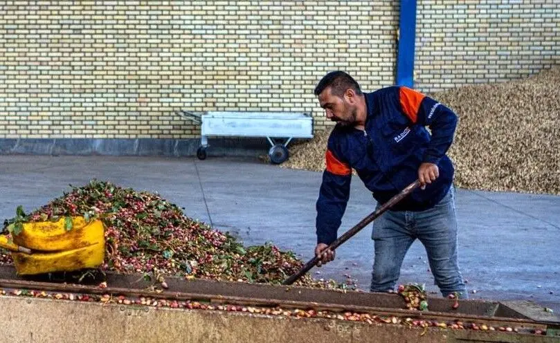 تولید خوراک دام و طیور از ضایعات کشاورزی؛ طرح ارتقای دانش کشاورزان در دو استان اجرا شد