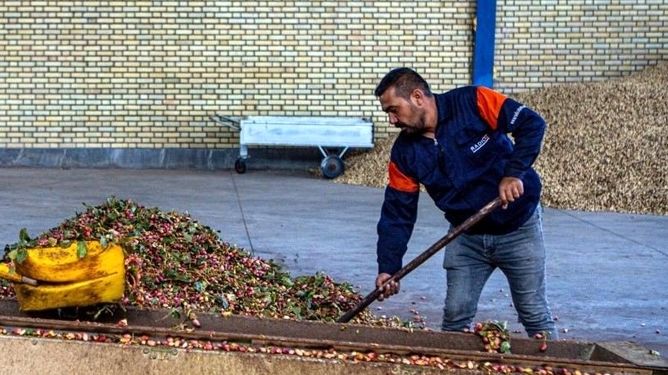 تولید خوراک دام و طیور از ضایعات کشاورزی؛ طرح ارتقای دانش کشاورزان در دو استان اجرا شد