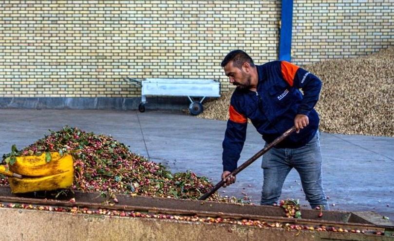 تولید خوراک دام و طیور از ضایعات کشاورزی؛ طرح ارتقای دانش کشاورزان در دو استان اجرا شد