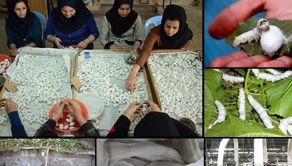  نوغانداری؛ گنج پنهان کشاورزی ایران/صنعت ابریشم ایران زیر سایه واردات