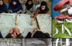  نوغانداری؛ گنج پنهان کشاورزی ایران/صنعت ابریشم ایران زیر سایه واردات