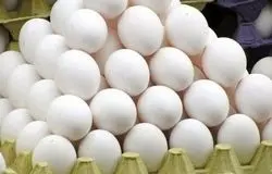 فاجعه در صنعت تخم‌مرغ/هزینه‌های نجومی و وام‌های ۱۱۰ درصدی