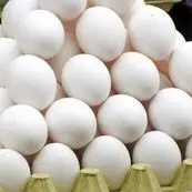 فاجعه در صنعت تخم‌مرغ/هزینه‌های نجومی و وام‌های ۱۱۰ درصدی