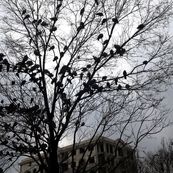 رئیس سازمان هواشناسی: پاییز امسال کم‌بارش‌ترین در ۴۰ سال گذشته است