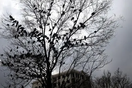 رئیس سازمان هواشناسی: پاییز امسال کم‌بارش‌ترین در ۴۰ سال گذشته است