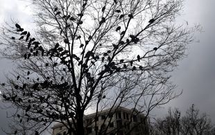 رئیس سازمان هواشناسی: پاییز امسال کم‌بارش‌ترین در ۴۰ سال گذشته است