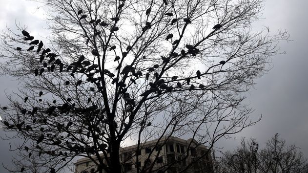 رئیس سازمان هواشناسی: پاییز امسال کم‌بارش‌ترین در ۴۰ سال گذشته است