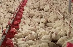  زیان ۵۰ هزار تومانی به ازای هر کیلوگرم مرغ/ درخواست جمع‌آوری فوری مرغ مازاد از دولت