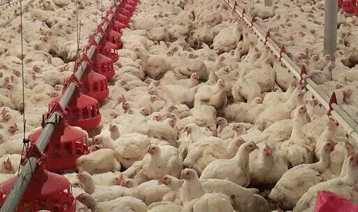  زیان ۵۰ هزار تومانی به ازای هر کیلوگرم مرغ/ درخواست جمع‌آوری فوری مرغ مازاد از دولت