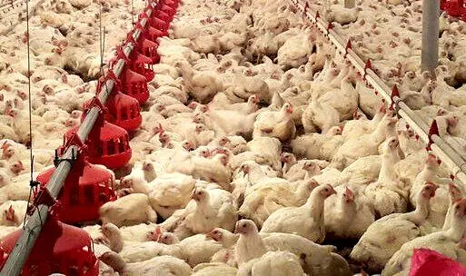  زیان ۵۰ هزار تومانی به ازای هر کیلوگرم مرغ/ درخواست جمع‌آوری فوری مرغ مازاد از دولت