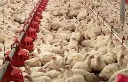  زیان ۵۰ هزار تومانی به ازای هر کیلوگرم مرغ/ درخواست جمع‌آوری فوری مرغ مازاد از دولت