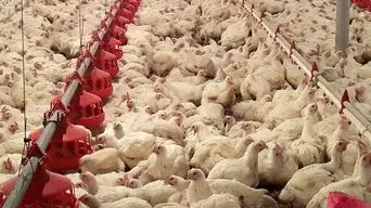  زیان ۵۰ هزار تومانی به ازای هر کیلوگرم مرغ/ درخواست جمع‌آوری فوری مرغ مازاد از دولت