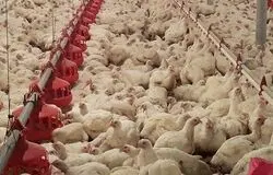  زیان ۵۰ هزار تومانی به ازای هر کیلوگرم مرغ/ درخواست جمع‌آوری فوری مرغ مازاد از دولت