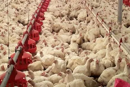  زیان ۵۰ هزار تومانی به ازای هر کیلوگرم مرغ/ درخواست جمع‌آوری فوری مرغ مازاد از دولت