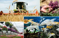 تأکید وزارت جهاد کشاورزی بر تقویت صندوق‌های حمایتی برای توسعه تولید و اشتغال