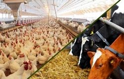 افزایش قیمت نهاده‌های دامی، زنگ خطر برای بازار گوشت