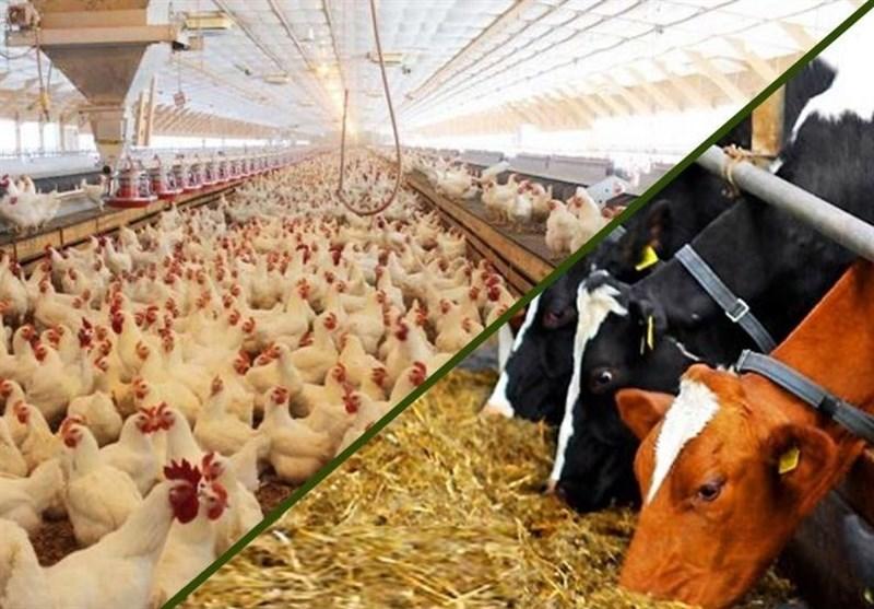 افزایش قیمت نهادههای دامی، زنگ خطر برای بازار گوشت