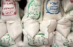 بخشی از برنج شمال وارد بازار نشد؛ قیمت طارم ایرانی ۱۴۵ هزار تومان