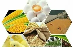 هشدار مرغداران نسبت به گرانی روزانه نهاده‌ها؛ بازارگاه از مسیر تنظیم‌گری خارج شد؟