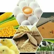 هشدار مرغداران نسبت به گرانی روزانه نهاده‌ها؛ بازارگاه از مسیر تنظیم‌گری خارج شد؟