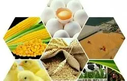 هشدار مرغداران نسبت به گرانی روزانه نهاده‌ها؛ بازارگاه از مسیر تنظیم‌گری خارج شد؟