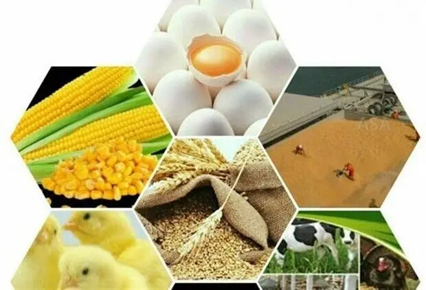 هشدار مرغداران نسبت به گرانی روزانه نهاده‌ها؛ بازارگاه از مسیر تنظیم‌گری خارج شد؟