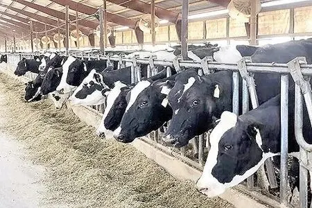 صادرات گاو شیری با «امضای طلایی»؛ ابزار تولید شیر چرا از کشور خارج می‌شود؟