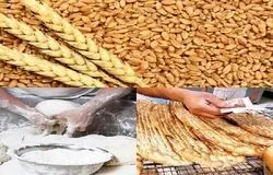 سایه گندم ۴۱ هزار تومانی بر نان مردم؛ دومینوی گرانی از مزرعه تا سفره