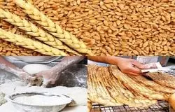 سایه گندم ۴۱ هزار تومانی بر نان مردم؛ دومینوی گرانی از مزرعه تا سفره