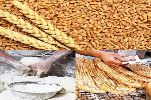 سایه گندم ۴۱ هزار تومانی بر نان مردم؛ دومینوی گرانی از مزرعه تا سفره