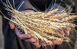 اعتراض مجلس به نرخ خرید گندم؛ رقم ۲۷ هزار و ۵۰۰ تومانی پاسخگوی هزینه تولید نیست