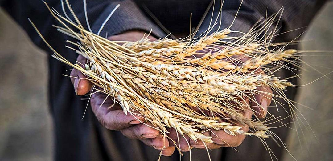 اعتراض مجلس به نرخ خرید گندم؛ رقم ۲۷ هزار و ۵۰۰ تومانی پاسخگوی هزینه تولید نیست