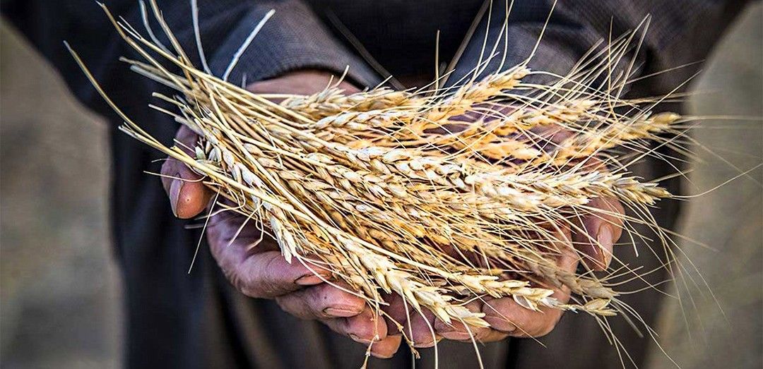 اعتراض مجلس به نرخ خرید گندم؛ رقم ۲۷ هزار و ۵۰۰ تومانی پاسخگوی هزینه تولید نیست