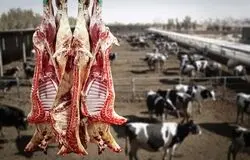 دام ارزان شد، گوشت نه/چرا کاهش قیمت به سفره مردم نرسید؟