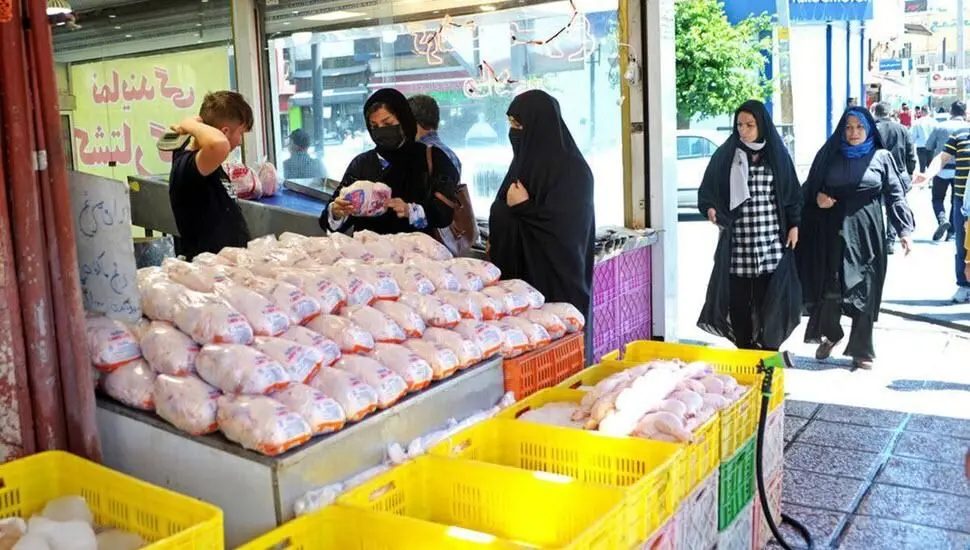 صادرات قطعات مرغ آزاد شد؛ بازار داخلی با چه سرنوشتی روبه‌رو می‌شود؟