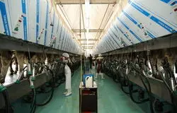 لبنیات در سراشیبی بحران؛ گرانی، کاهش مصرف و هشدار فعالان صنعت