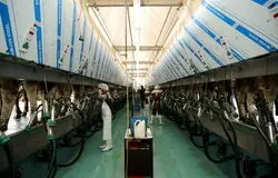 لبنیات در سراشیبی بحران؛ گرانی، کاهش مصرف و هشدار فعالان صنعت
