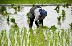 آمارهای نادرست وزارت جهاد بازار برنج را به هم ریخت/ادعای کاهش قیمت برنج