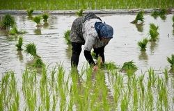 آمارهای نادرست وزارت جهاد بازار برنج را به هم ریخت/ادعای کاهش قیمت برنج