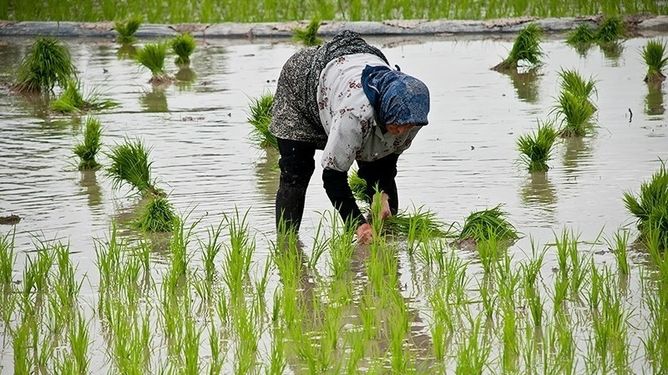 آمارهای نادرست وزارت جهاد بازار برنج را به هم ریخت/ادعای کاهش قیمت برنج