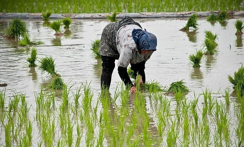 آمارهای نادرست وزارت جهاد بازار برنج را به هم ریخت/ادعای کاهش قیمت برنج
