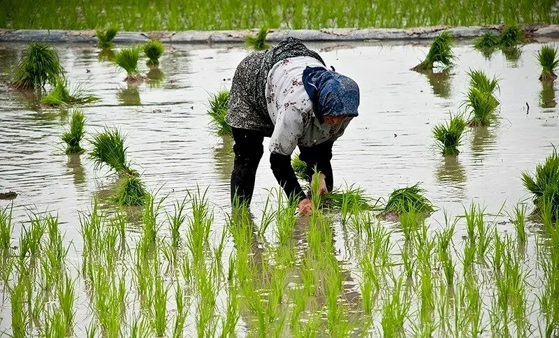 آمارهای نادرست وزارت جهاد بازار برنج را به هم ریخت/ادعای کاهش قیمت برنج