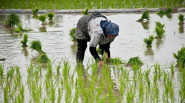 آمارهای نادرست وزارت جهاد بازار برنج را به هم ریخت/ادعای کاهش قیمت برنج