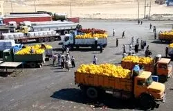 بی‌توجهی به ارزش افزوده، دلالان را بر سفره کشاورزان مسلط کرد