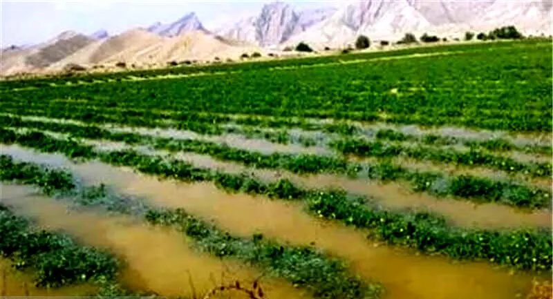 تلفات بالای آب کشاورزی در کانال‌های خاکی؛ اختصاص ۳ درصد اعتبارات ملی به بهسازی شبکه‌های آبیاری