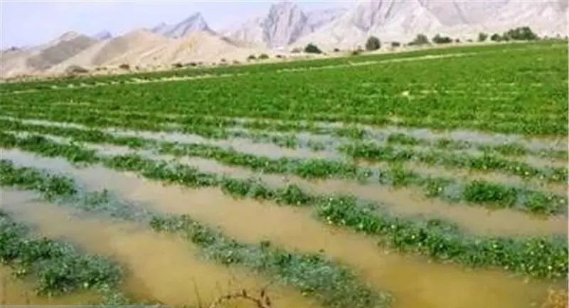 تلفات بالای آب کشاورزی در کانال‌های خاکی؛ اختصاص ۳ درصد اعتبارات ملی به بهسازی شبکه‌های آبیاری