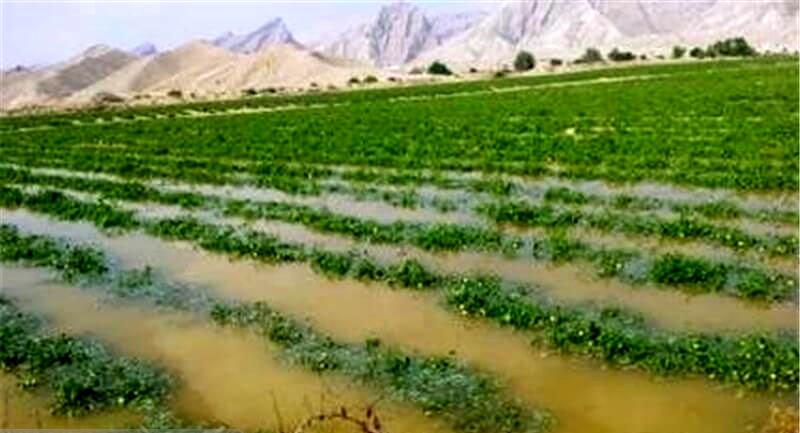 تلفات بالای آب کشاورزی در کانالهای خاکی؛ اختصاص ۳ درصد اعتبارات ملی به بهسازی شبکههای آبیاری