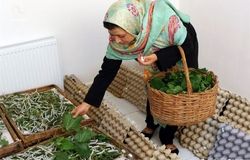 پرداخت ۱۱۵ همت تسهیلات به مشاغل خانگی طی ۳ سال گذشته